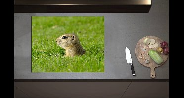 Inductieplaat Beschermer - Baby Goffer Komt uit de Grond - 71x55 cm - 2 mm Dik - Inductie Beschermer - Bescherming Inductiekookplaat - Kookplaat Beschermer van Zwart Vinyl