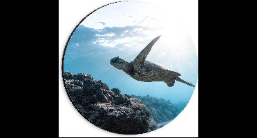 WallClassics - Dibond Muurcirkel - Tropische Zeeschildpad onder het Wateroppervlak - 20x20 cm Foto op Aluminium Muurcirkel (met ophangsysteem)