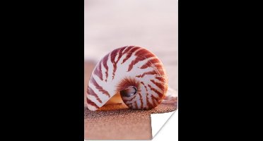 Poster Schelp - Strand - Zee - Zand - 20x30 cm
