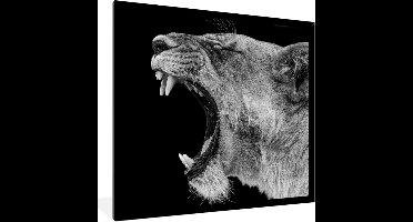 PosterMonkey - Poster - Fotolijst - Frame - Dieren - Leeuw - Jungle - Zwart wit - Posters - 40x40 cm - Kader - Wanddecoratie dieren - Posterlijst - Decoratie woonkamer