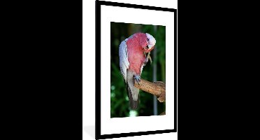 Fotolijst incl. Poster - Rood gekleurde kaketoe op een houten tak - 80x120 cm - Posterlijst