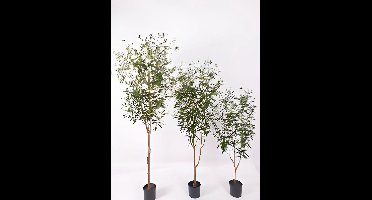 Oosterik home - Olijfboom 150 cm kunstplant Oosterik Home