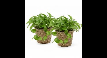 VD Leeden Planten of bloemen mand - 2x - rond - zeegras gevlochten - D25 x H22 cm - plantenmand - bloempot - bloemenmand