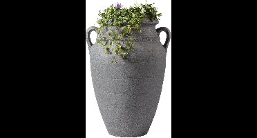 ANTIQUE amph. plant antra