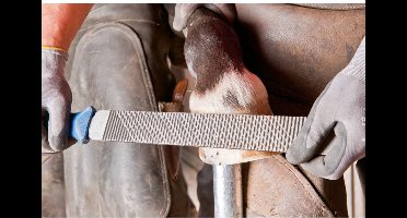 PFERD TOOLS 13180351 Hoefrasp Lengte 350 mm 1 stuk(s)