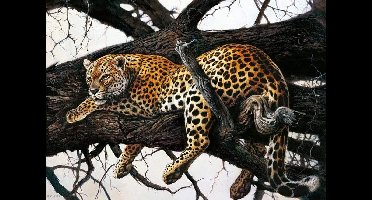 Kunstdruk Renato Casaro - Laziness 70x50cm