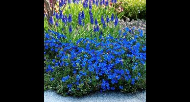 50 x Parelkruid Blauw - Winterharde Vaste Plant - Lithodora (Glandora) diffusa 'Heavenly Blue' in 9x9cm pot met hoogte 5-10cm