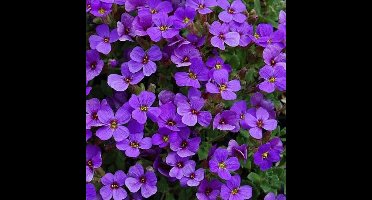 50 x Randjesbloem Paars|Blauw - Bodembedekker Wintergroen - Aubrieta 'Hamburger Stadtpark' in 9x9cm pot met hoogte 5-10cm