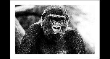 Walljar - Gorilla - Dieren poster