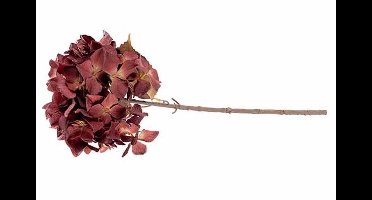 Tak Hydrangea Bordeaux 12x12xh65cm Kunst Stof