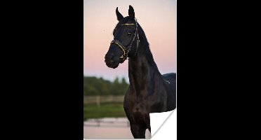 Poster Paarden - Lucht - Halster - 20x30 cm