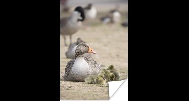 Poster Gans - Familie - Kuiken - 20x30 cm