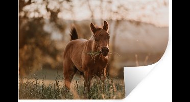 Muurstickers - Sticker Folie - Paard - Zon - Gras - 30x20 cm - Plakfolie - Muurstickers Kinderkamer - Zelfklevend Behang - Zelfklevend behangpapier - Stickerfolie