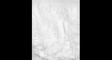 Witte Marabou veren - 7 tot 12 cm hoog -  15 Stuks