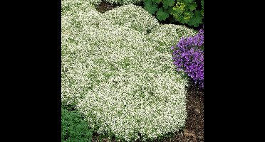 6 x Kruiptijm Wit - Wintergroene Bodembedekker - Thymus praecox 'Albiflorus' in 9x9 pot met hoogte 0-10cm