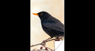 Poster Merel - Vogel - Takken - Bes - Rood - 20x30 cm