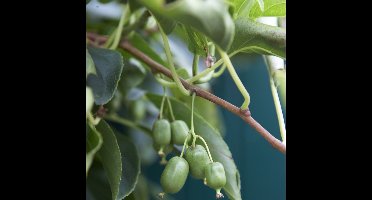 4 x Zelfbestuivende Kiwiplant Issai - Winterharde Klimplant en Fruitplant - Actinidia arguta 'Issai' in C2(liter) pot met hoogte 50-60cm