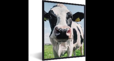 PosterMonkey - Fotolijst - Poster - Koe - Koeien - Natuur - Dieren - Kader - 30x40 cm - Posterlijst - Poster koe - Foto in lijst - Poster frame