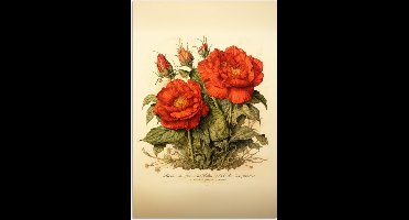 Poster 20x30 cm - Vintage - Bloemen - Rozen - Rood - Beige - Posters - Kamer decoratie - Wanddecoratie woonkamer - Muurdecoratie slaapkamer