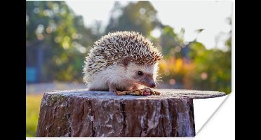 Poster Etende egel - 30x20 cm