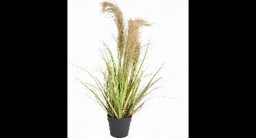Rietpluim 3 toppen - 37 cm