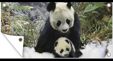Tuinposter Panda - Welp - Sneeuw - 80x40 cm - Wanddecoratie Buiten - Tuinposter - Tuindoek - Schuttingposter - Tuinschilderij