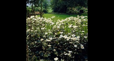 12 x Witte Herfstanemoon Honorine Jobert - Winterharde Tuinplant - Anemone 'Honorine Jobert' in 9x9cm pot met hoogte 0-10cm