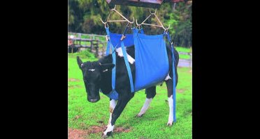 Koelift -Daisy Lifter- compleet