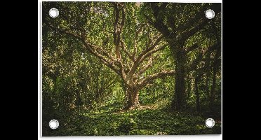 Tuinposter – Grote Oude Boom in Bos - 40x30cm Foto op Tuinposter  (wanddecoratie voor buiten en binnen)
