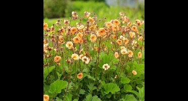 25 x Geum hybride 'Mai Tai' - Nagelkruid in 9x9 pot met hoogte 0-10 cm