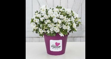 2 x Azalea 'Bloomchampion' Wit - Azalea in C3(liter) pot met hoogte 20-30cm