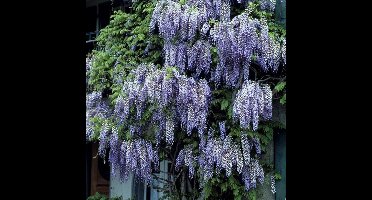 12 x Blauwe Regen 'Issai Perfect' Paars - Winterharde Bloeiende Klimplant - Wisteria sinensis 'Issai Perfect' in C2.5 liter pot met hoogte 50-60cm