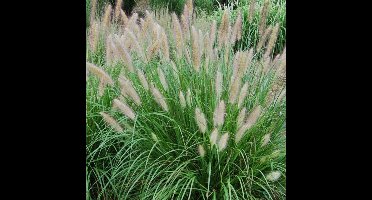 6 x Hoog Lampenpoetsersgras - Siergras Winterhard - Pennisetum alopecuroides in 9x9cm pot met hoogte 5-10cm