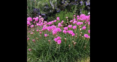 12 x Engels Gras Rood|Roze - Bodembedekker Wintergroen - Armeria maritima Splendens in 9x9cm pot met hoogte 5-10cm