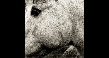 Bonny Light Horseman - Bonny Light Horseman (CD)