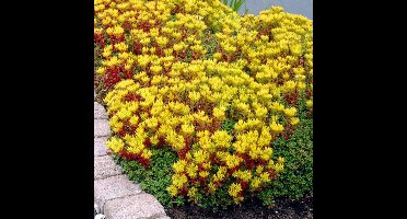 12 x Vetkruid of Muurpeper Rood|Groen - Bodembedekker Wintergroen - Sedum Oreganum in 9x9cm pot met hoogte 5-10cm