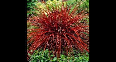 12 x Rode Zegge of Mahoniegras XL - Rood|Bruin Siergras - Uncinia Rubra in C2 pot met hoogte 10-20cm