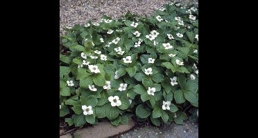12 x Kruipende Kornoelje - Bodembedekker Wintergroen - Cornus canadensis in 9x9cm pot met hoogte 5-10cm