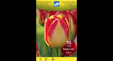 Tulipa darwinhybride 'Banja Luka'