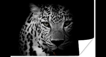 Poster Dieren - Zwart - Wit - Panter - Portret - 30x20 cm