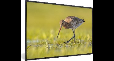 PosterMonkey - Poster - Fotolijst - Vogels - Gras - Landschap - Grutto - 30x20 cm - Posterlijst - Poster dieren - Foto in lijst - Poster vogels