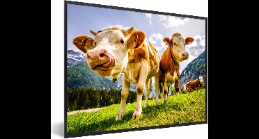 PosterMonkey - Poster - Fotolijst - Koeien - Gebergte - Alpen - Natuur - Dieren - 80x60 cm - Posters - Foto met lijst - Poster met kader - Poster koe - Posterlijst