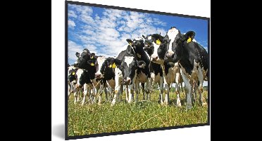 PosterMonkey - Poster - Fotolijst - Koeien - Koe - Dieren - Natuur - Weiland - Posterlijst - Kader - Poster met frame - 80x60 cm - Foto in lijst - Poster koe - Poster natuur - Posterlijst