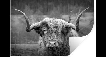 Muurstickers - Sticker Folie - Schotse Hooglander - Koeienkop - Landschap - Natuur - Koe - 30x20 cm - Plakfolie - Muurstickers Kinderkamer - Zelfklevend Behang - Zelfklevend behangpapier - Stickerfolie