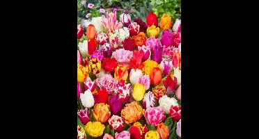 80x Tulpen 'Pluktuin mix deluxe' - BULBi® Bloembollen met bloeigarantie