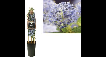 Van der starre - Klimplant Ceanothus thyrsiflorus var. repens 75 cm
