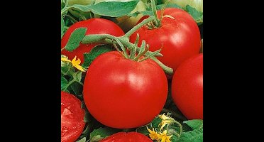 Tomaten zaden - Tomaat Marglobe