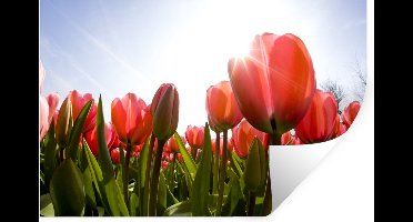 Muurstickers - Sticker Folie - Bloemen - Tulpen - Zon - 30x20 cm - Plakfolie - Muurstickers Kinderkamer - Zelfklevend Behang - Zelfklevend behangpapier - Stickerfolie
