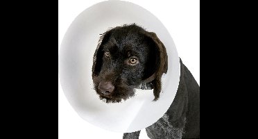 Halskraag KS 22-25cm 7,5cm breed