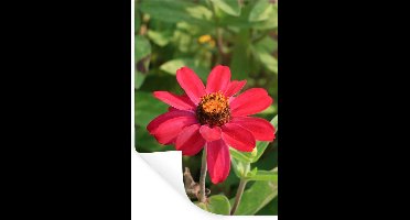 Muurstickers - Sticker Folie - Rode zinnia bloem in de bloei - 20x30 cm - Plakfolie - Muurstickers Kinderkamer - Zelfklevend Behang - Zelfklevend behangpapier - Stickerfolie